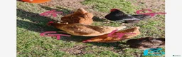 Mixed Breed poultry for sale: Mixed flock of chicken, ducks and geese  - Advert 6