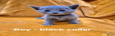 Boy - black collar