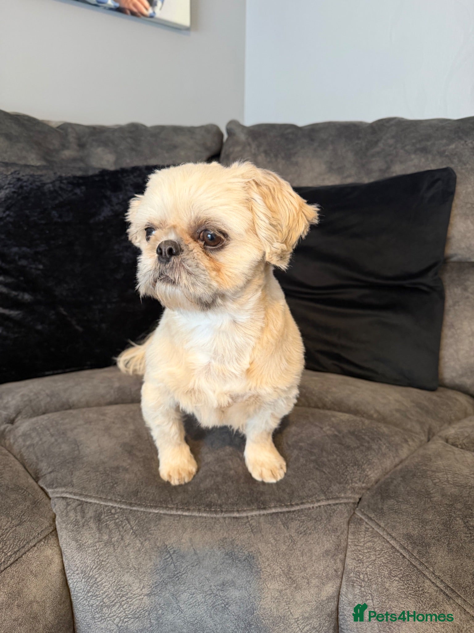 Shih Tzu dogs Beautiful KC Boy Shihtzu New-Home - Advert 6