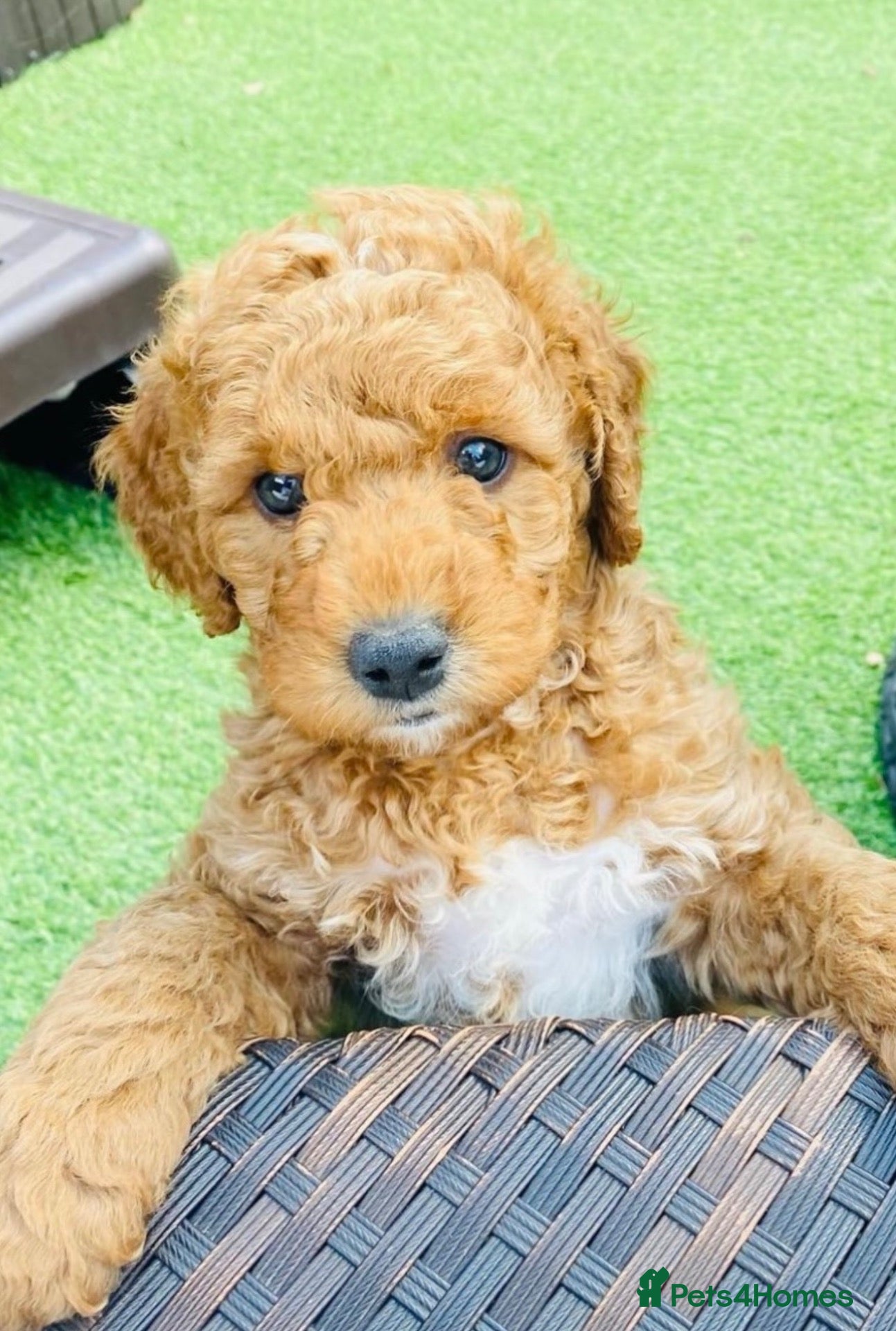 Cockapoo dogs Adorable cockapoo pups - Advert 2