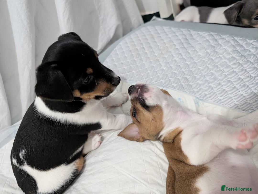 Jack Russell dogs for sale: 🐶 Jack Russell Puppies  – 2 Females 🐶 - Image 21
