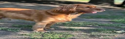 Cocker Spaniel dogs for sale: Marley Up For Adoption - Free To Right Home in London - Advert 2