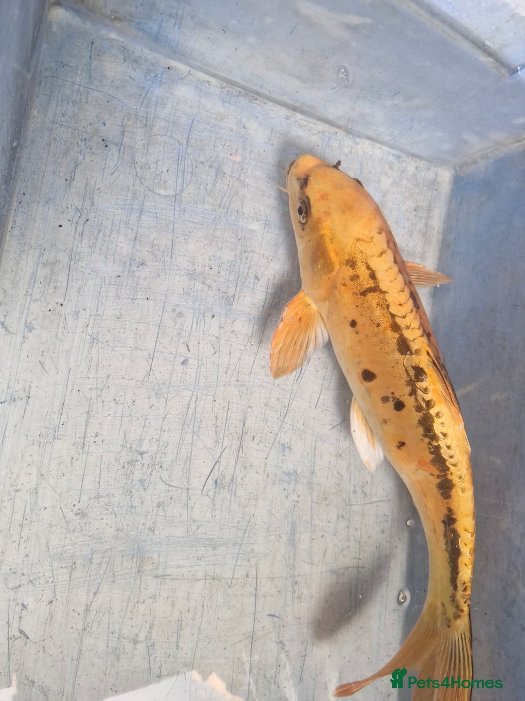 Koi Carp fish for sale: Koi carp various sizes - Advert 9