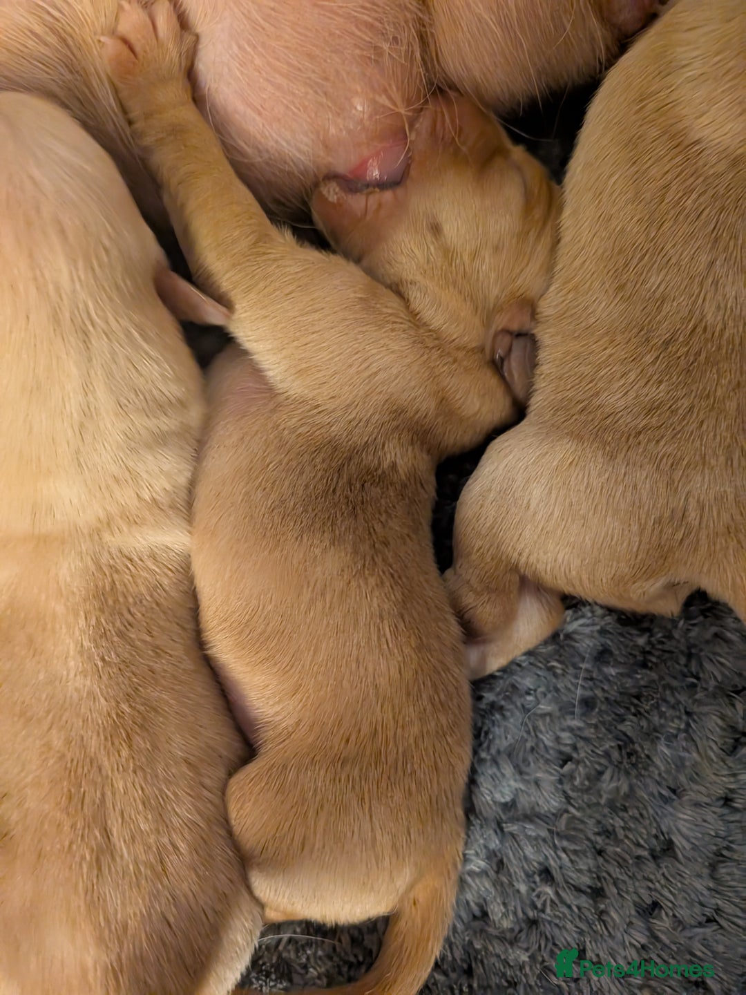 Goldador dogs for sale: Goldador puppies - all reserved  - Advert 2