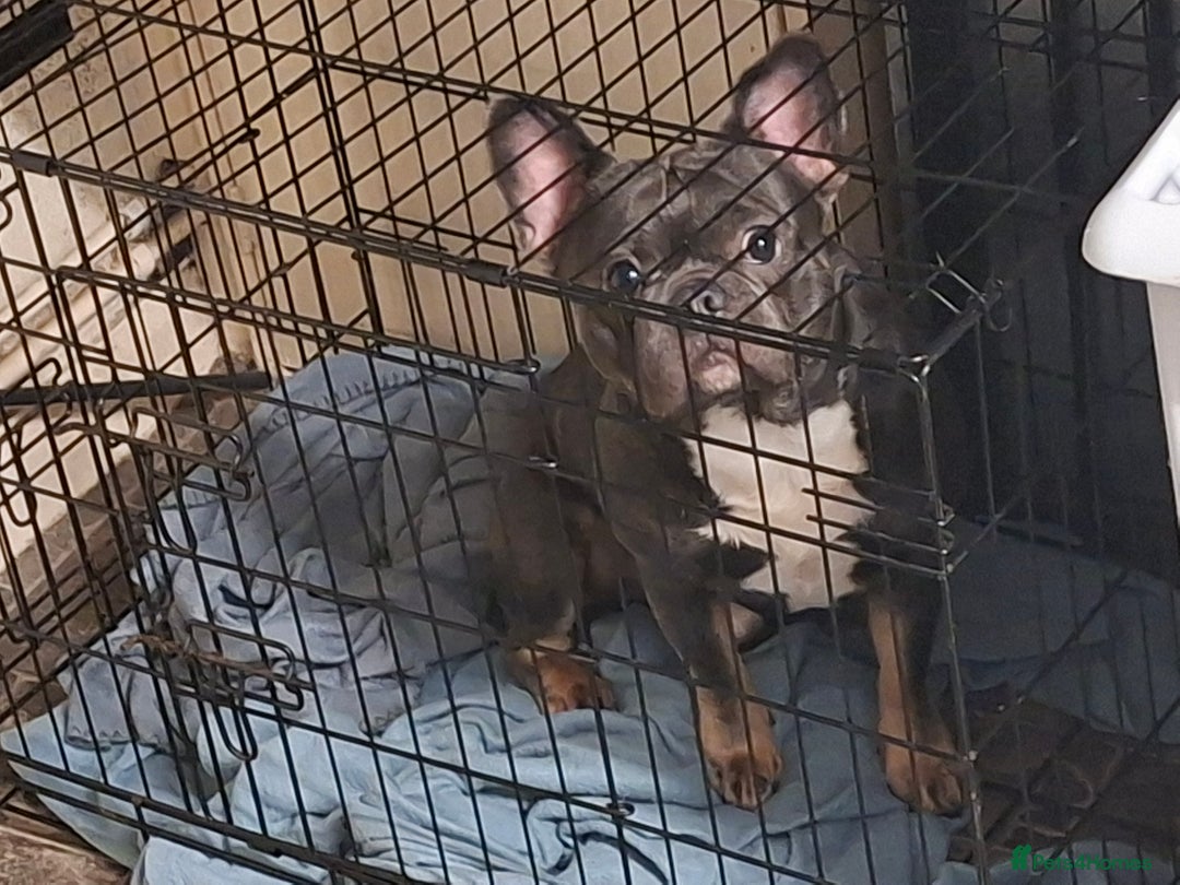 French Bulldog dogs for sale: 2 Year old French Bulldog - Image 2