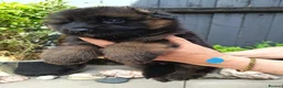 German Shepherd dogs for sale: PUPPIES FOR SALE in Tipton - Advert 6