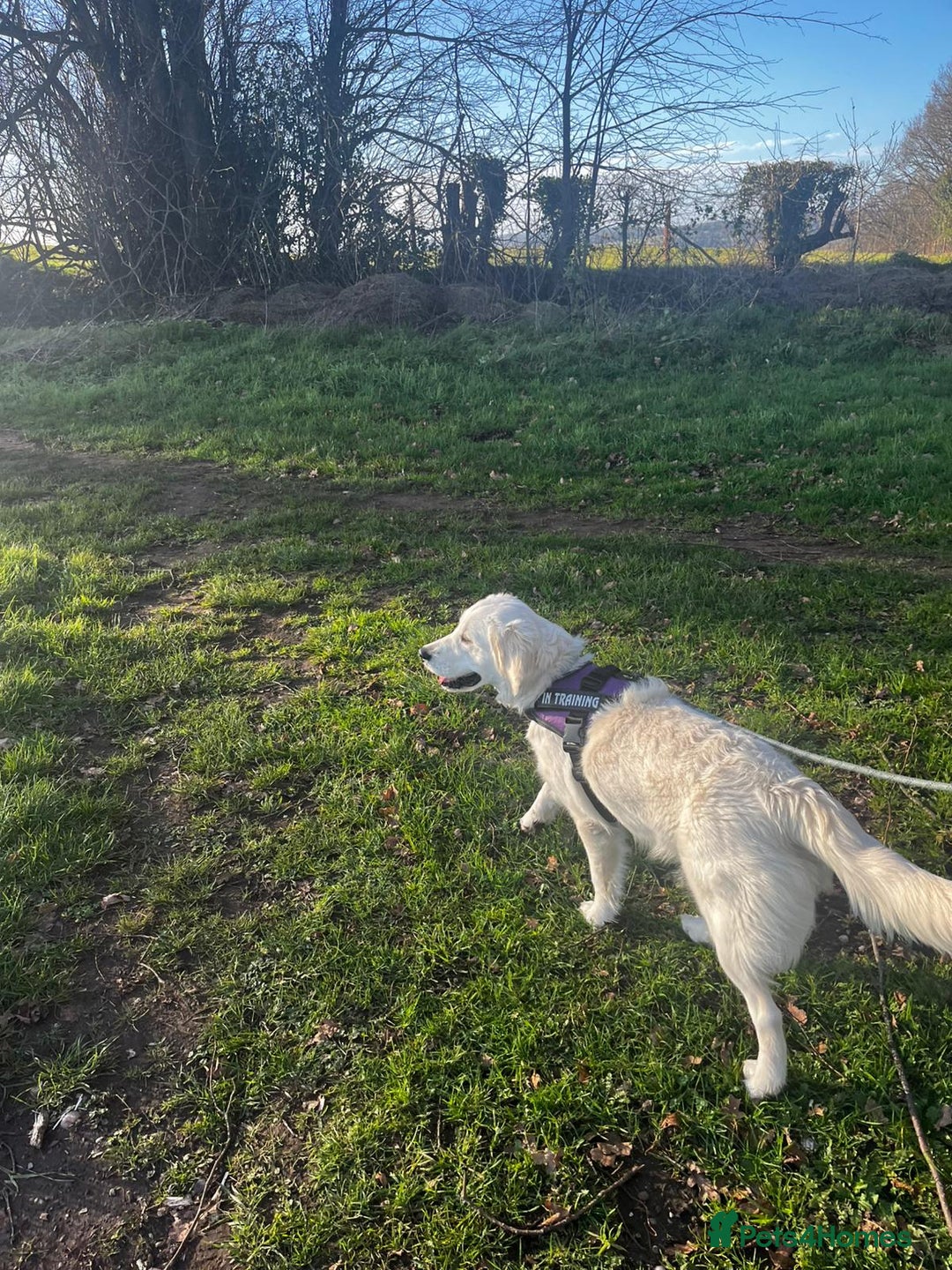Golden Retriever dogs for sale: KC Reg Golden Retriever (F) 8mo – £1,100 ONO - Advert 2