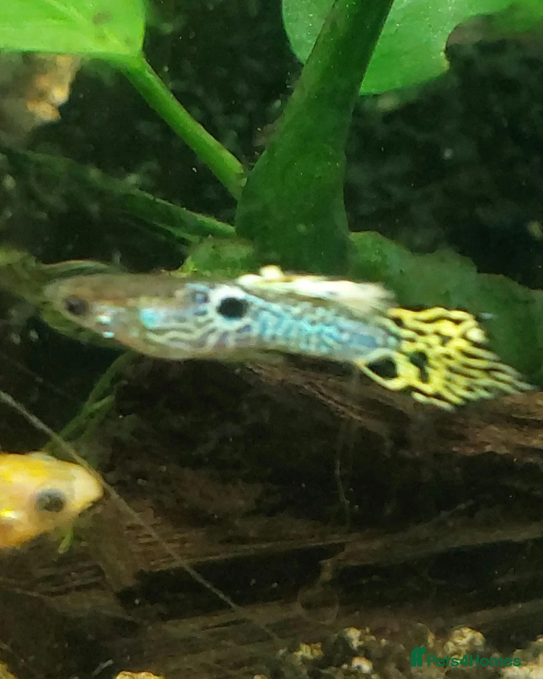Live Bearers fish for sale: Active Guppies for Sale (Blue Lace Parents) in Woking - Advert 2
