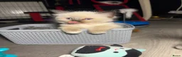 Ragdoll cats for sale: Purebred Ragdoll Kittens  - Advert 8