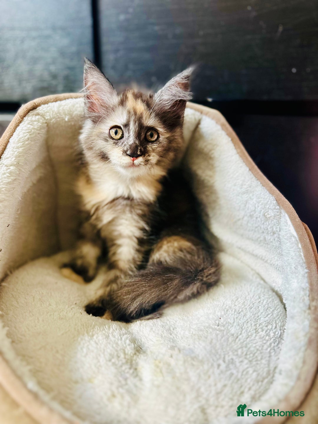 Maine Coon cats for sale: Mainecoon kittens  - Image 12