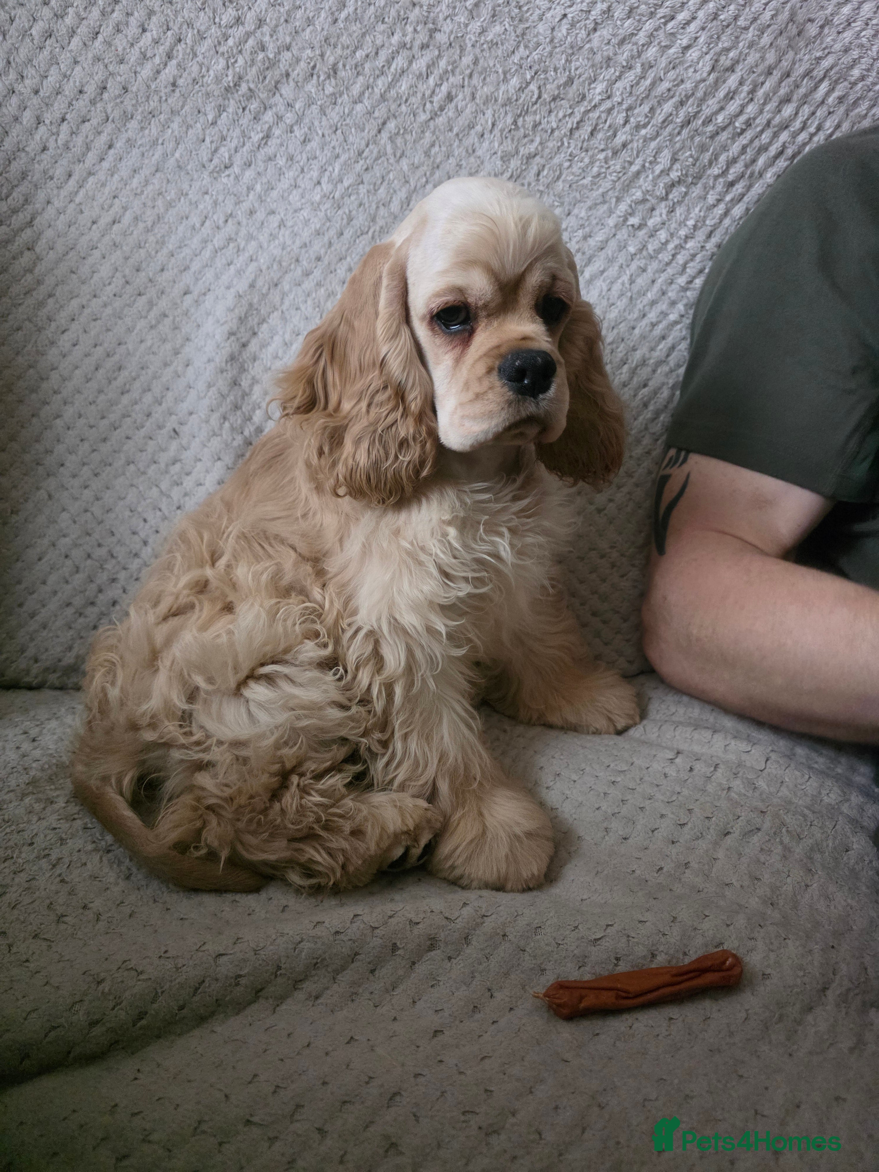 American Cocker Spaniel dogs Stunning Anerican Cocker spaniels girl - Advert 6