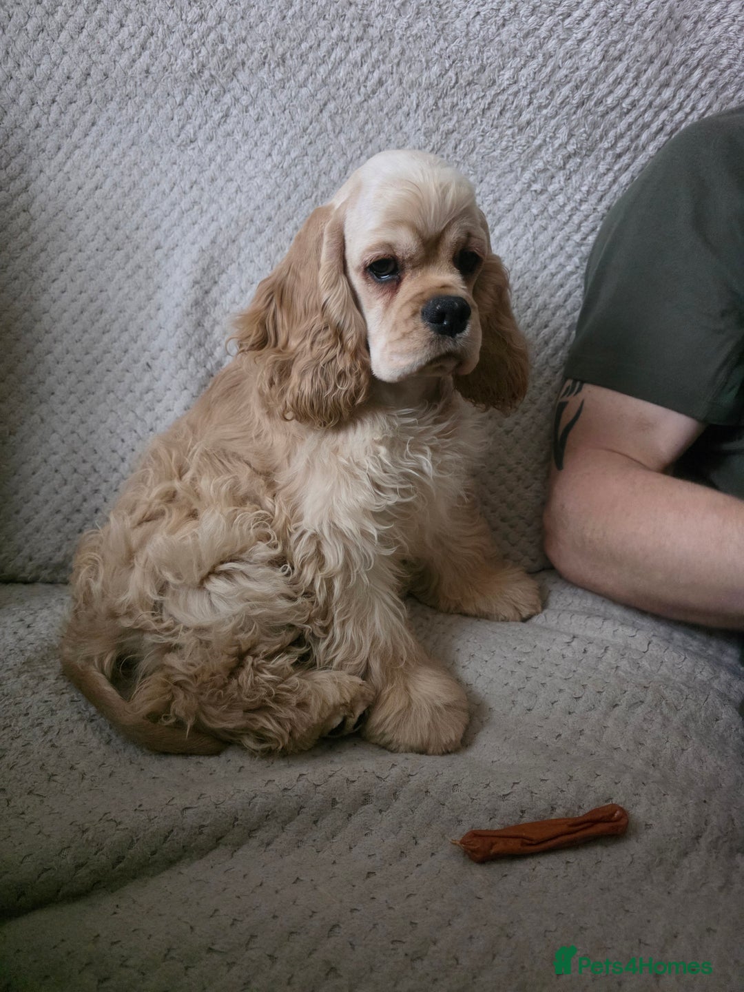 American Cocker Spaniel dogs for sale: Stunning Anerican Cocker spaniels girl - Advert 1