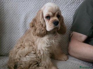American Cocker Spaniel dogs Stunning Anerican Cocker soanieks puppies - Advert 10