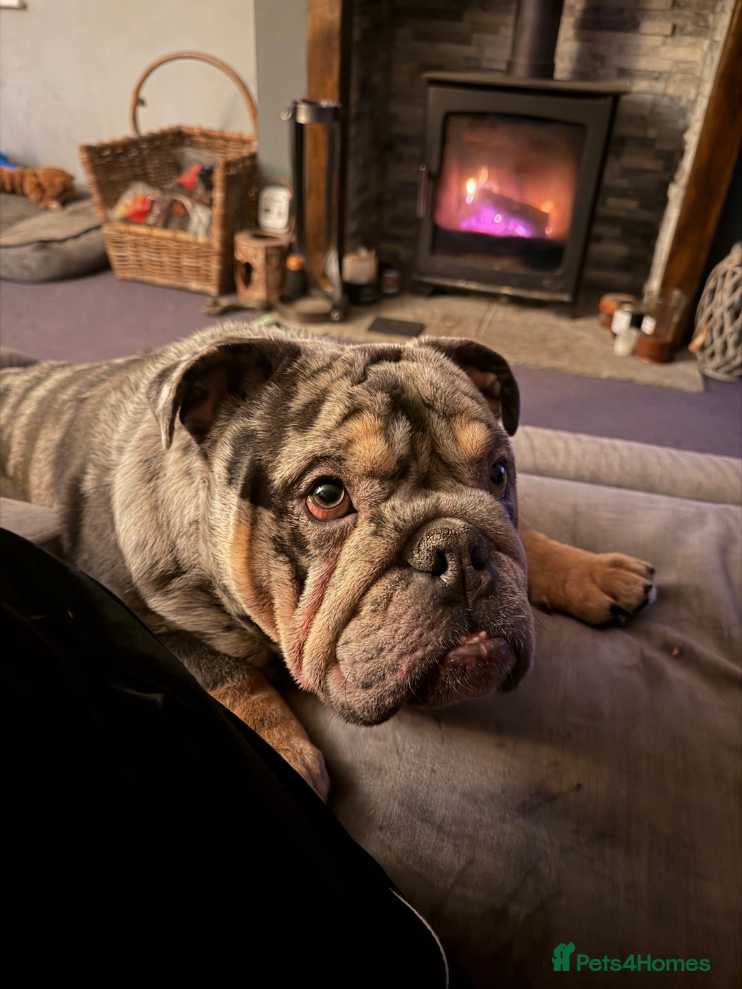 English Bulldog dogs for sale: 10 month old male merle english bulldog for sale  - Advert 4