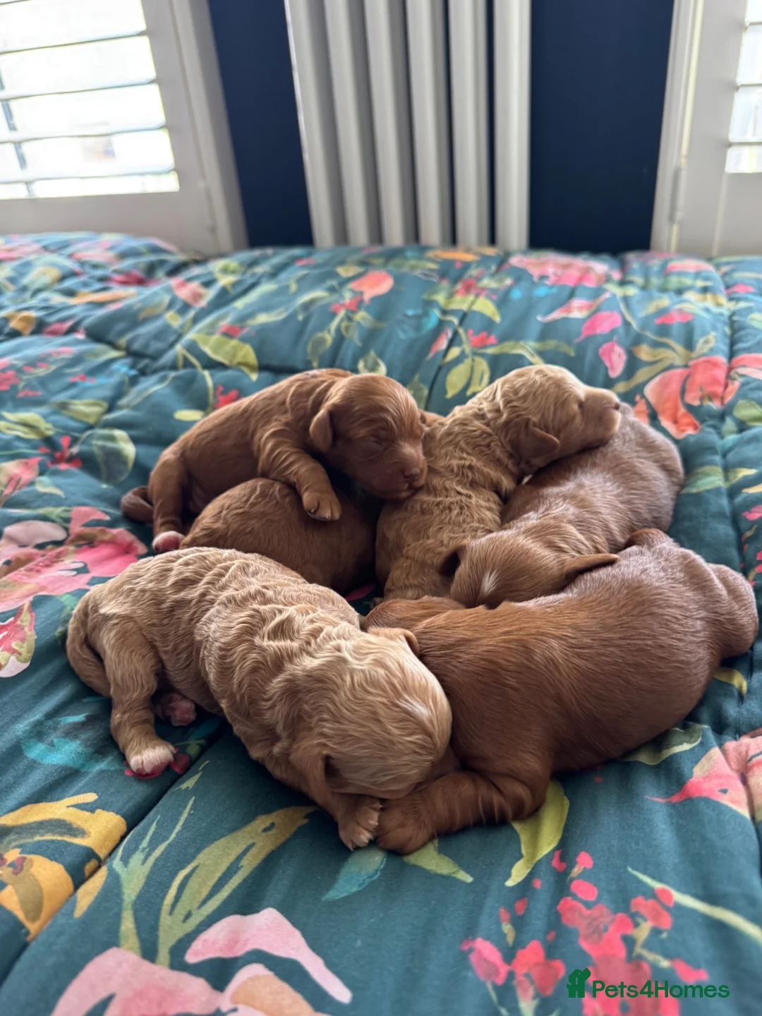 Cavapoo dogs for sale: Stunning F1b Cavapoo puppies- 5* licensed - Advert 1