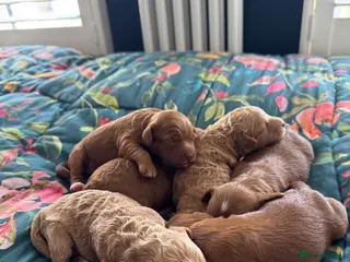 Cavapoo dogs Stunning F1b Cavapoo puppies- 5* licensed - Advert 1