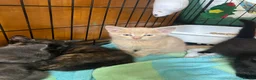 Domestic Shorthair cats for sale: 5 Beautiful kittens, READY TO GO!  - Advert 7