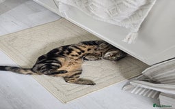 Mixed Breed cats for sale: Male Tabby Cat - Image 2