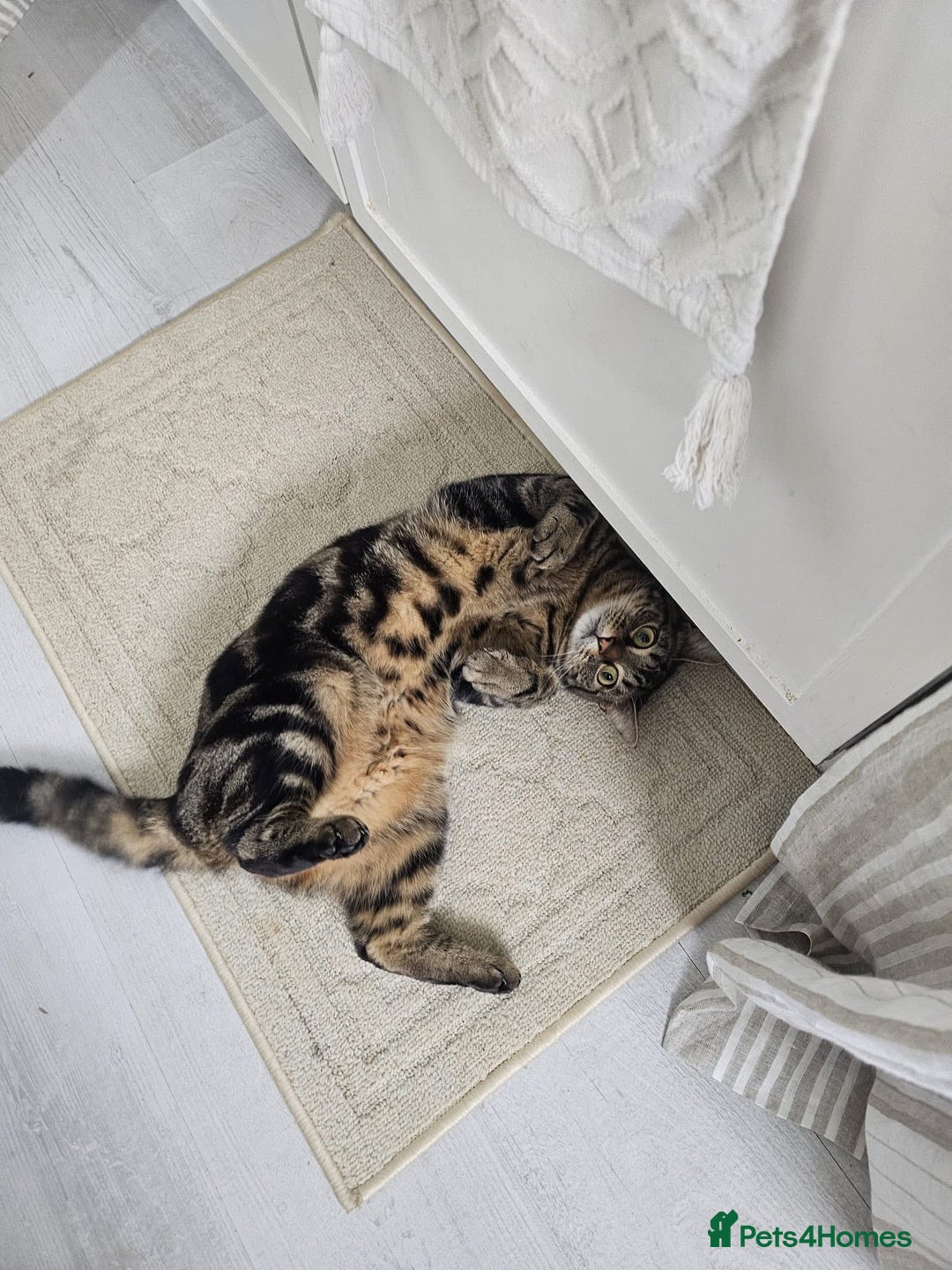 Mixed Breed cats for sale: Male Tabby Cat - Image 2
