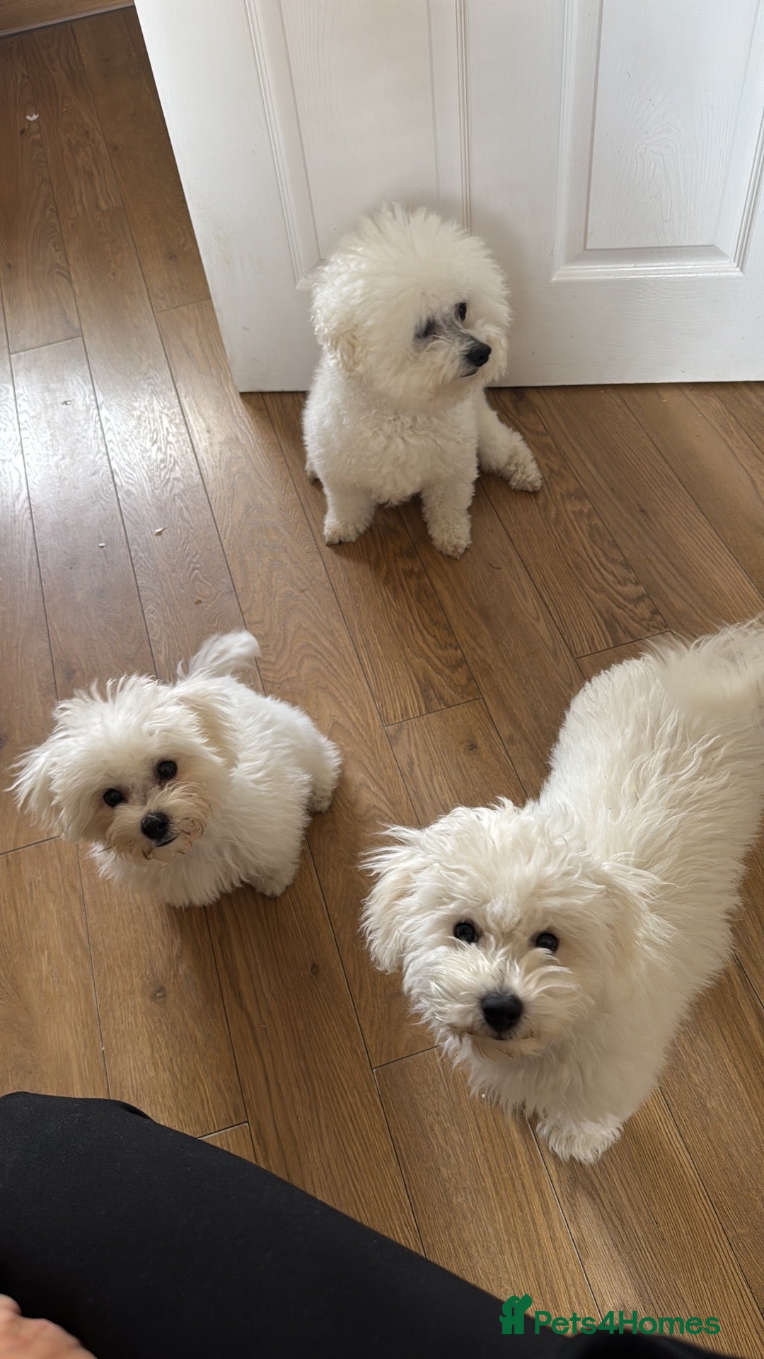 Bichon Frise dogs for sale: 100% pure Bichon frise - Advert 2
