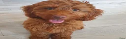 Cockapoo dogs for stud: Cockapoo Stud - Advert 4