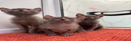 Lykoi cats for sale: Unique Lykoi kittens  - Advert 8