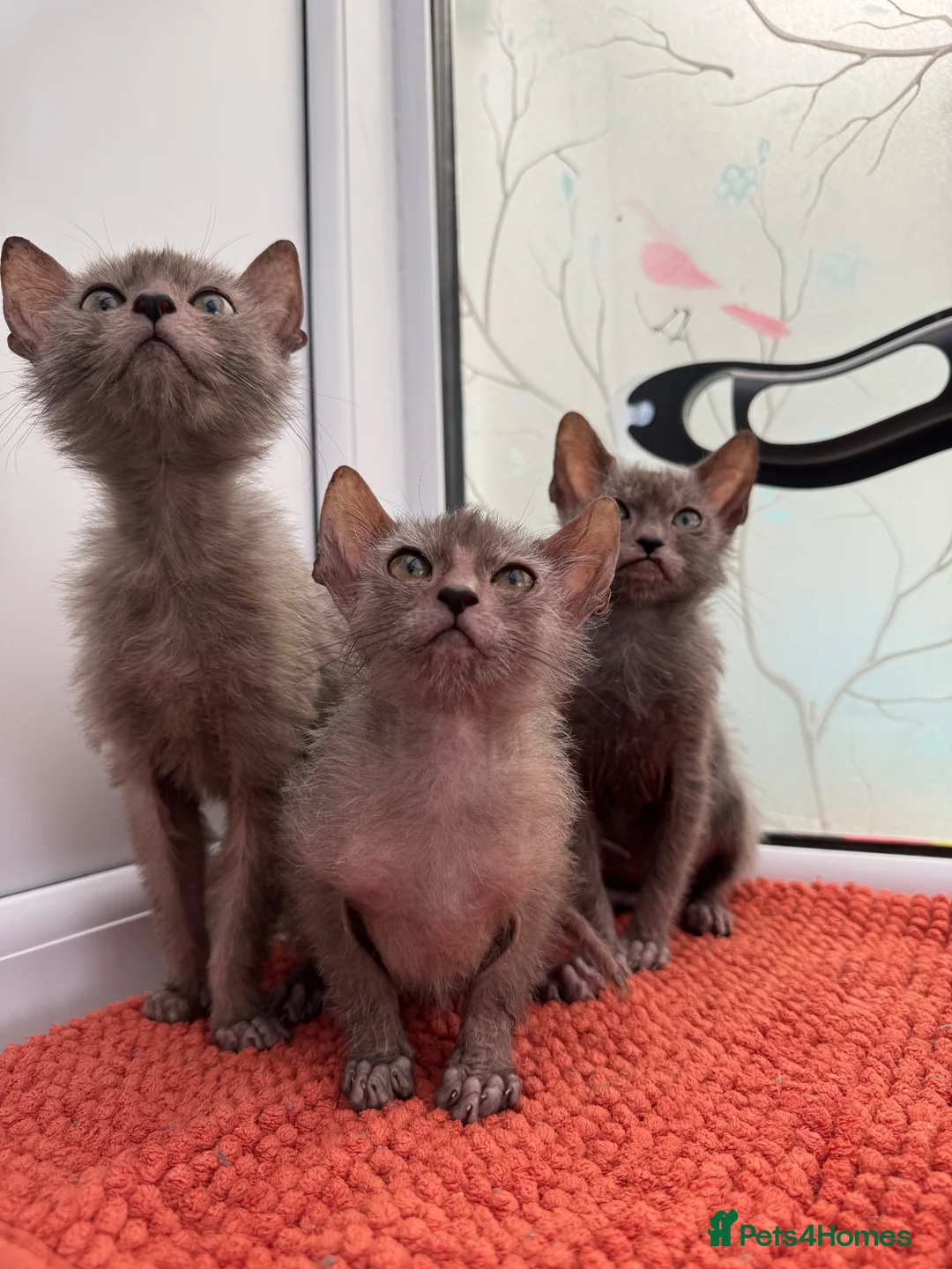 Lykoi cats for sale: Unique Lykoi kittens  - Advert 8