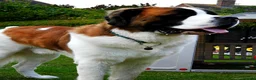 Saint Bernard dogs for sale: 2 year old saint bernard  - Advert 4