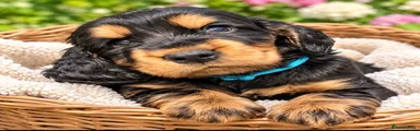 Cocker Spaniel 4