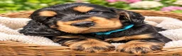 Cocker Spaniel dogs for sale: KC show cocker spaniel puppies Simbawood sire  - Advert 7