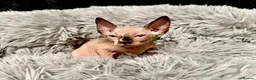 Sphynx cats for sale: TICA Reg Sphynx Kittens, Extensive Genetic Testing - Advert 19