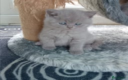 British Shorthair cats for sale: Gorgeous British short-hair kittens  - Image 5
