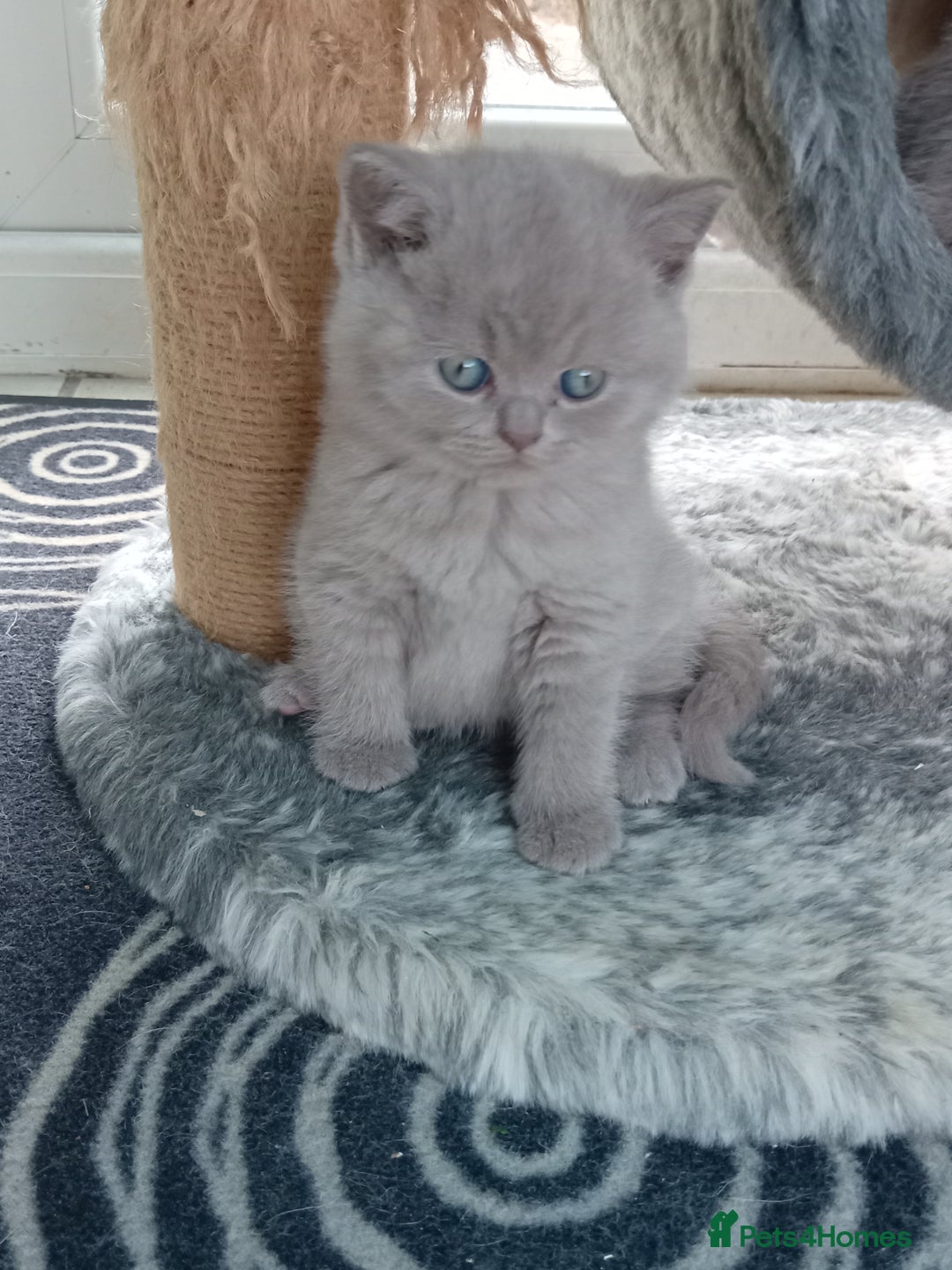 British Shorthair cats for sale: Gorgeous British short-hair kittens  - Image 5