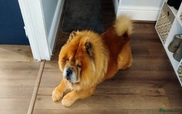 Chow Chow dogs for sale: Tyson - Advert 6