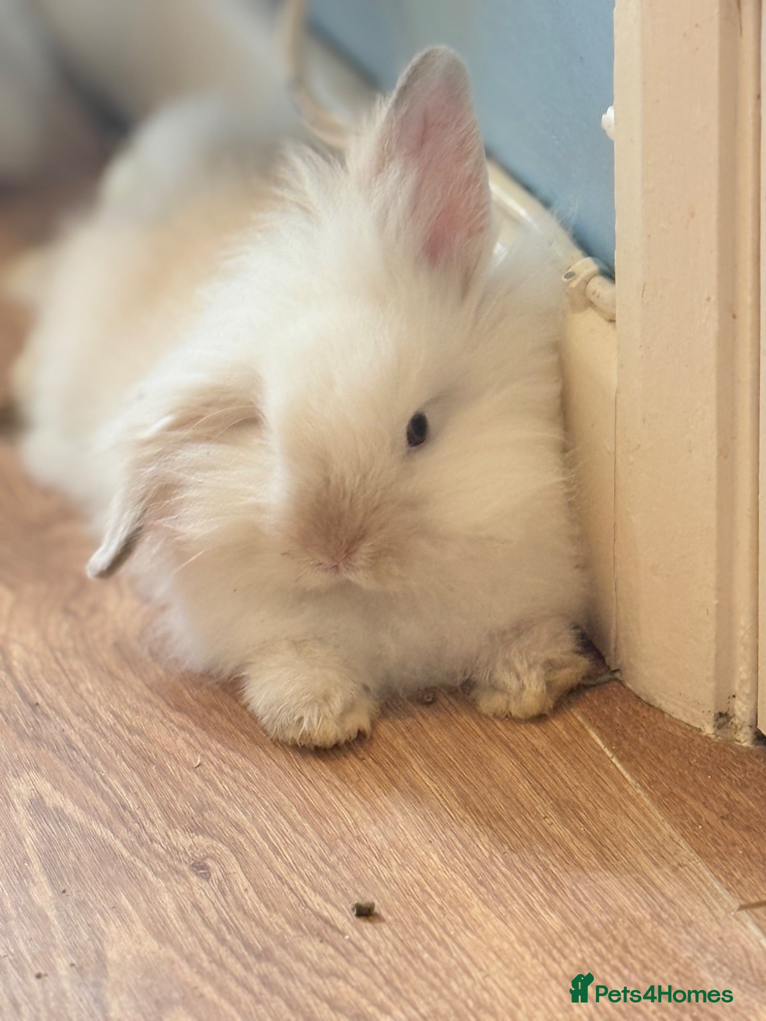 Lionhead rabbits Double Maned Lionheads Babies - Advert 16