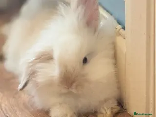 Lionhead rabbits Double Maned Lionheads Babies - Advert 16