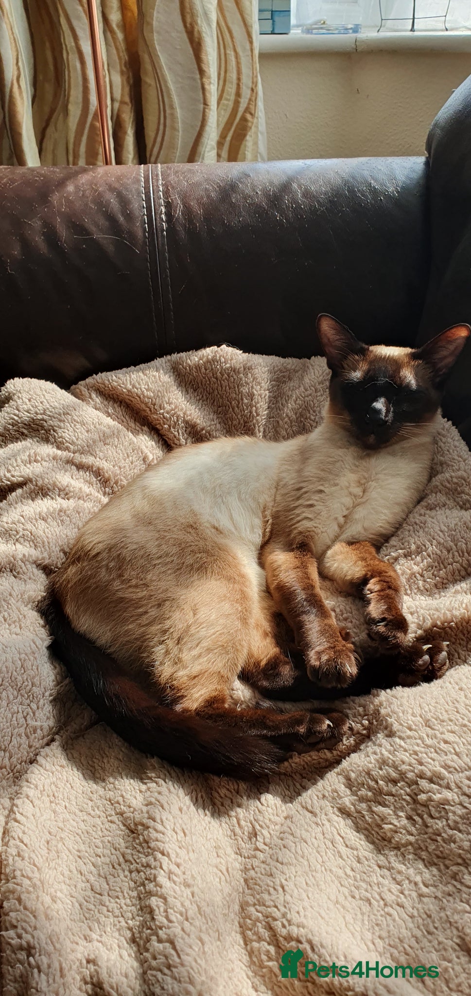 Mixed Breed cats Beautiful Siamese-cross kittens - Advert 1