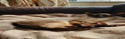 Mixed Breed cats for sale: Beautiful Siamese-cross kittens - Advert 1