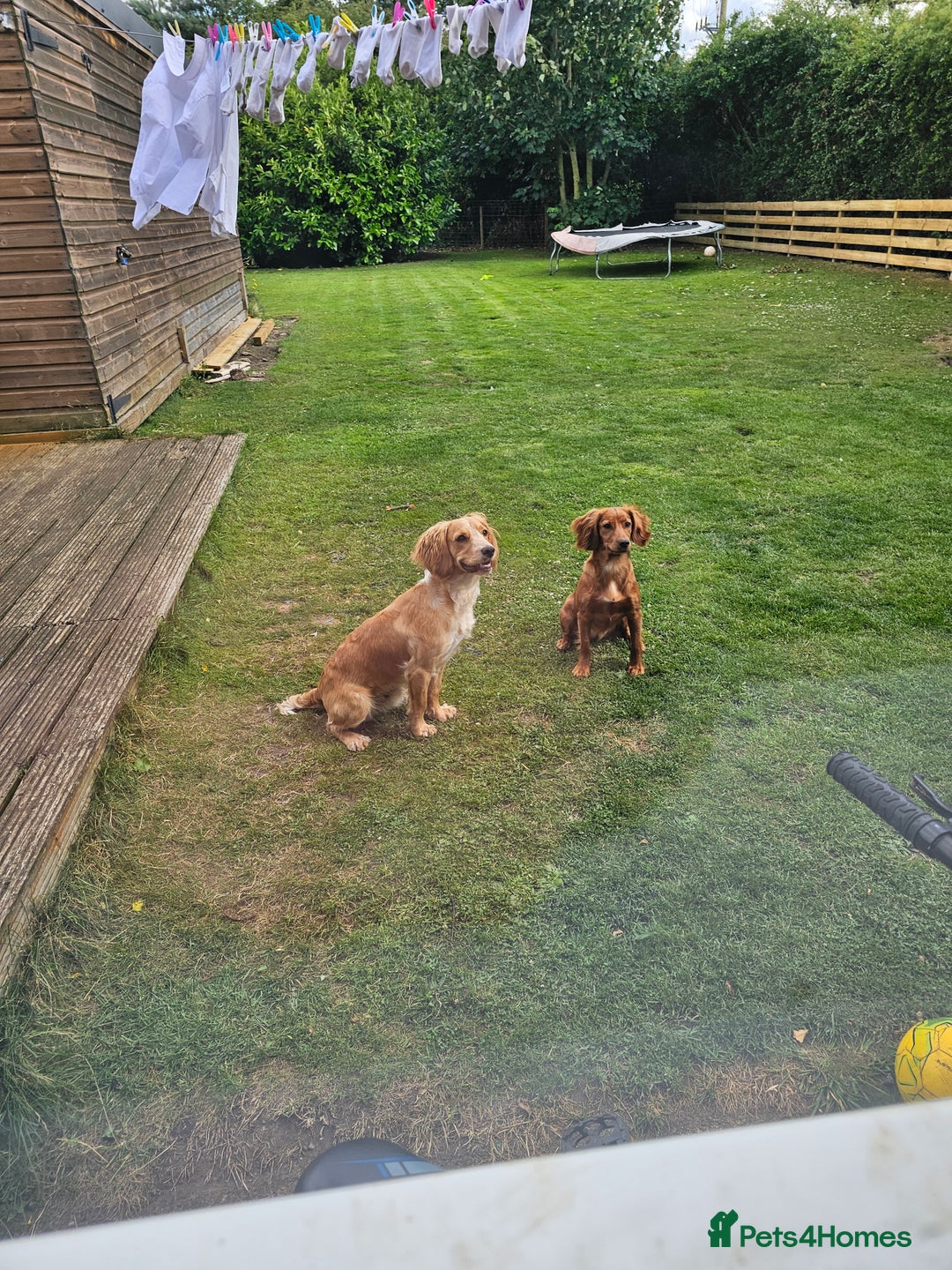 Cocker Spaniel dogs for sale: Cocker spaniel pups - Advert 2