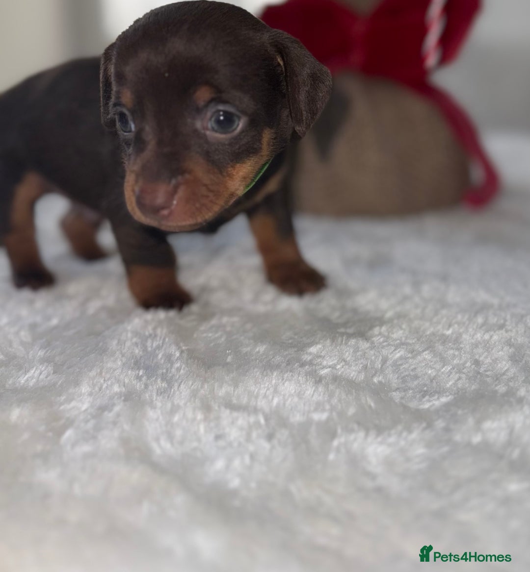 Chiweenie dogs for sale: 3 Gorgeous Girls & 2 Beautiful Boys  - Advert 24