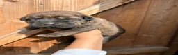 Mixed Breed dogs for sale: Beautiful litter of 4  - Advert 3