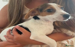Jack Russell dogs for sale: Female jack russell - Image 1