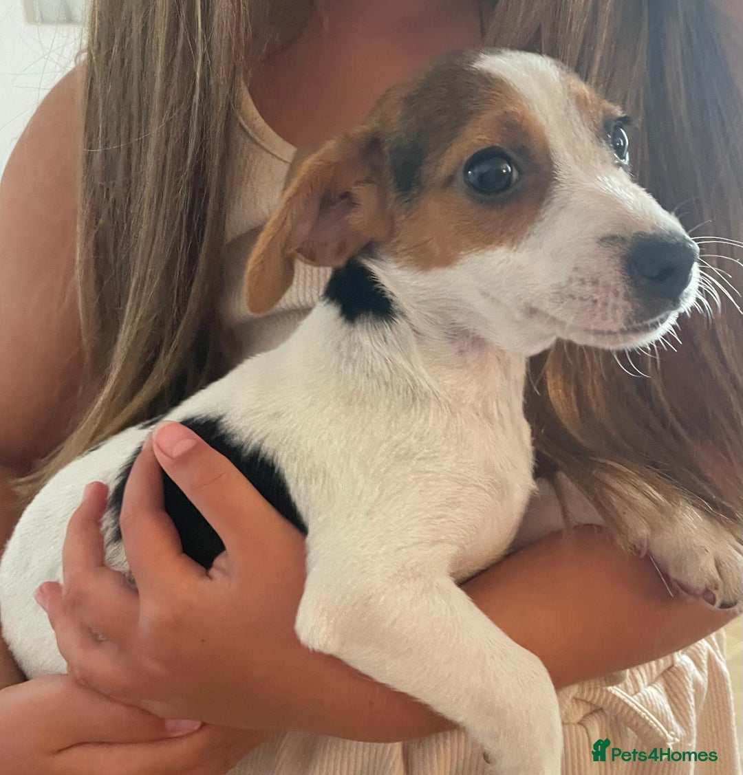 Jack Russell dogs for sale: Female jack russell - Image 1