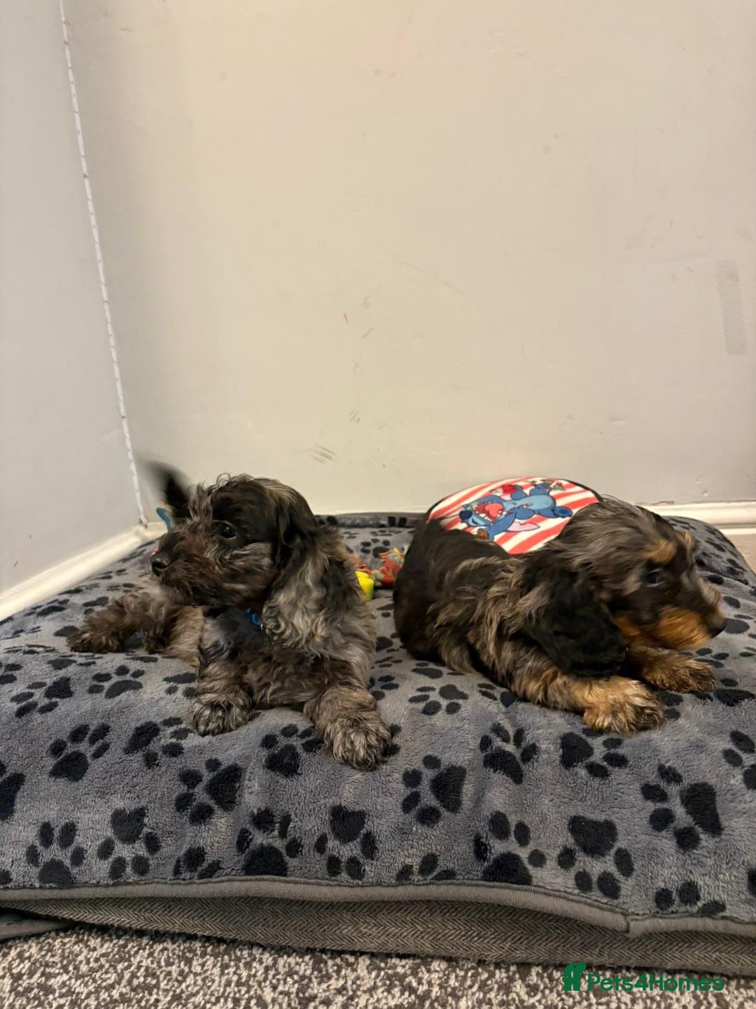 Mixed Breed dogs for sale: dixie pop puppies for sale - Image 30