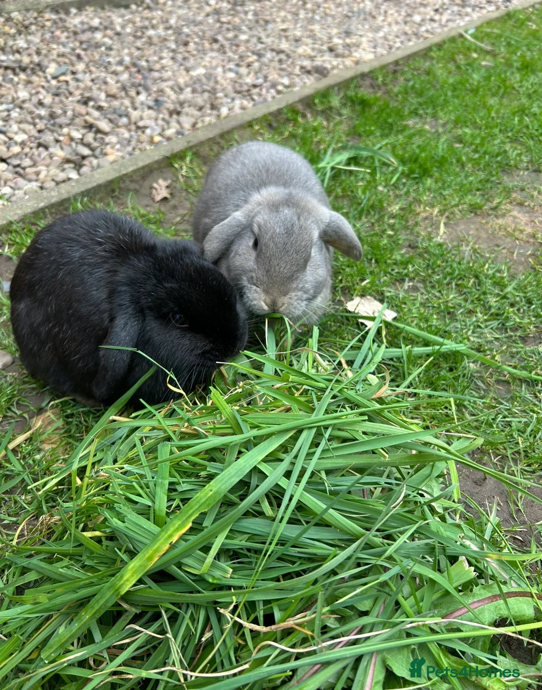 Mini Lop rabbits for sale: A Bonded Pair of Mini Lop Bunnies  - Advert 1