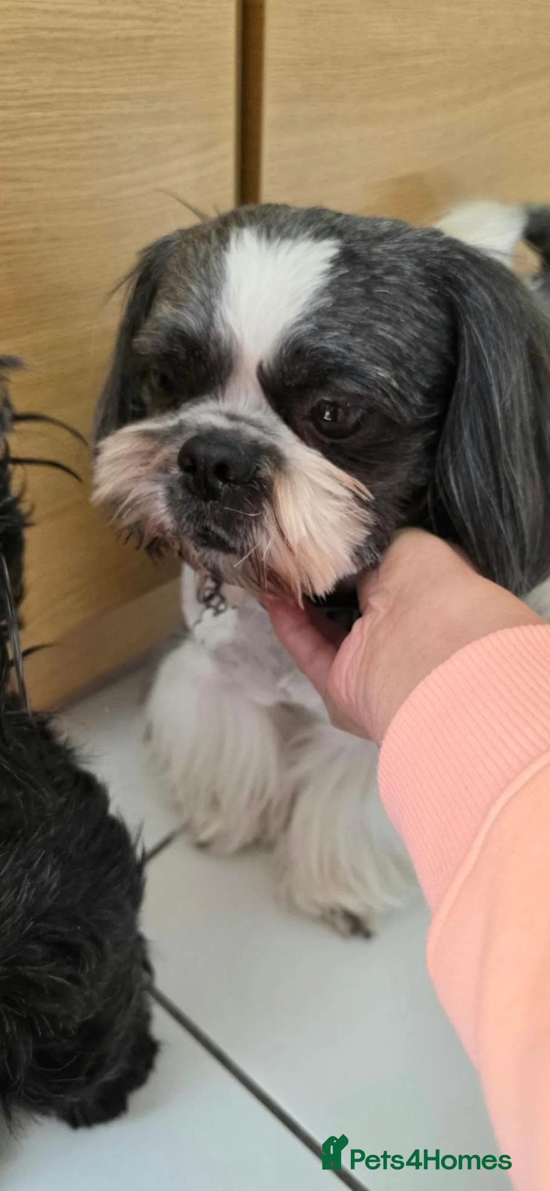 Shih Tzu dogs for sale: Beautiful Shih Tzu Puppies – 2 Boys & 4 Girls - Advert 2