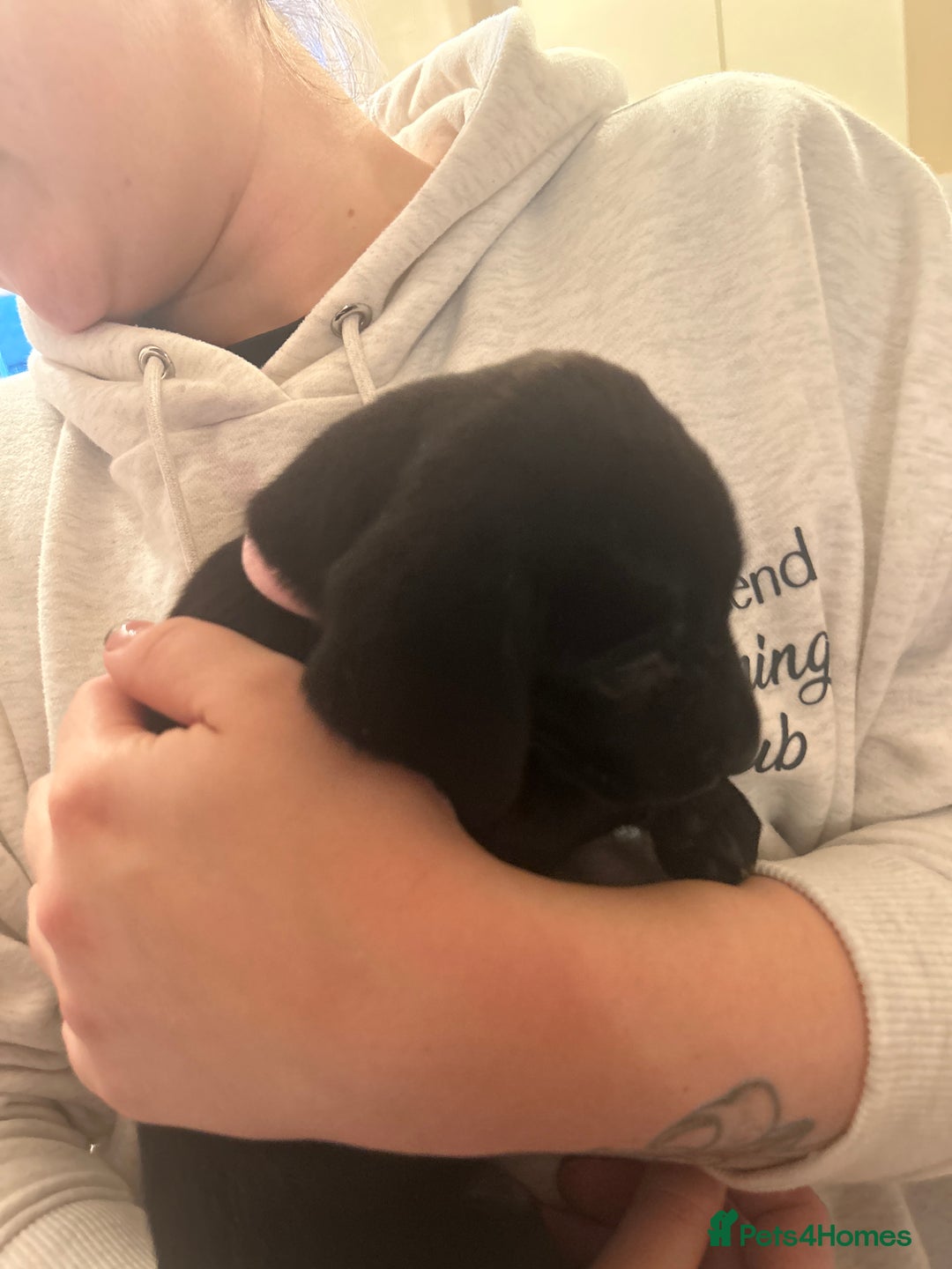 Labrador Retriever dogs for sale: KC registered black and red Labrador puppies - Advert 11
