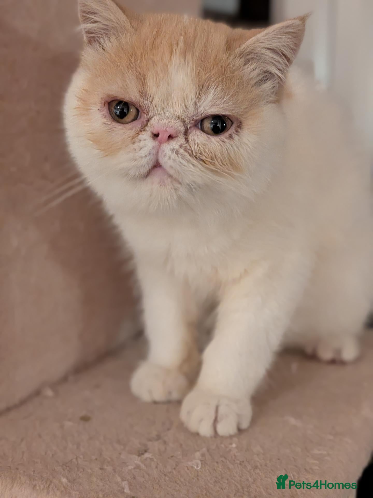 Exotic cats  Exotic Shorthair Girl, Feisty & Loving - Advert 8