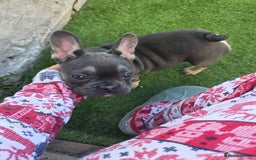 French Bulldog dogs for sale: 6 beautiful French bulldog puppys - Image 16