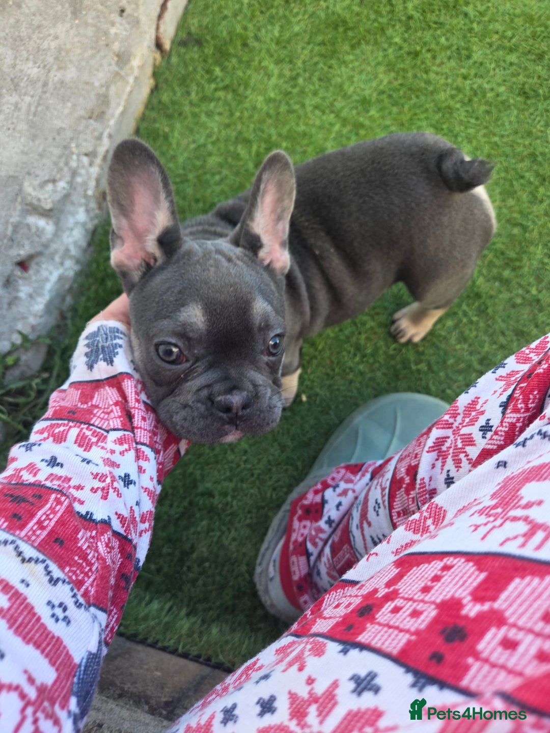 French Bulldog dogs for sale: 6 beautiful French bulldog puppys - Image 16